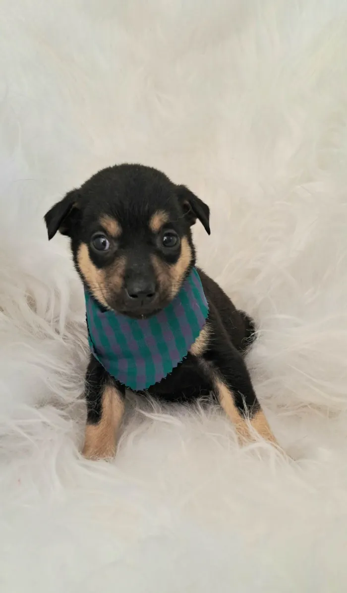 Cachorro ra a SRD-ViraLata idade 2 a 6 meses nome Leo
