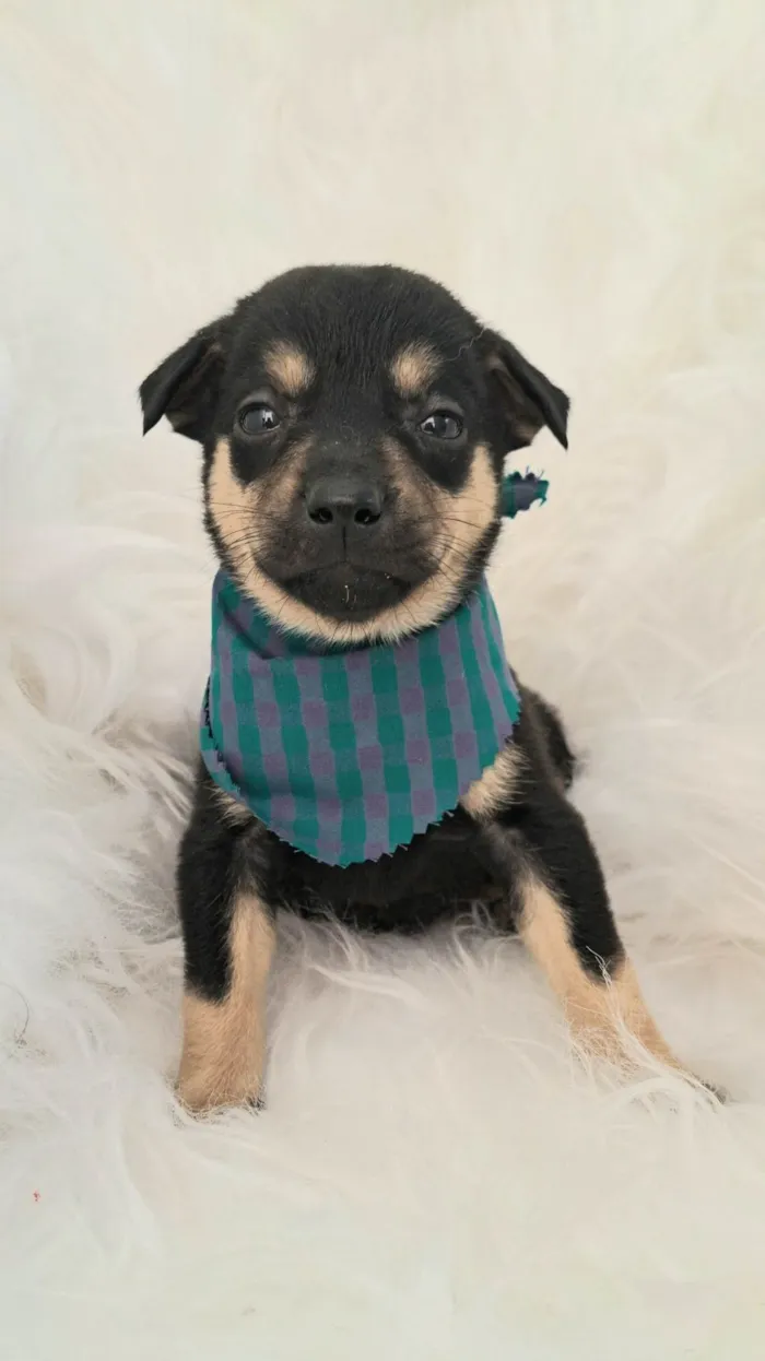 Cachorro ra a SRD-ViraLata idade 2 a 6 meses nome Leo