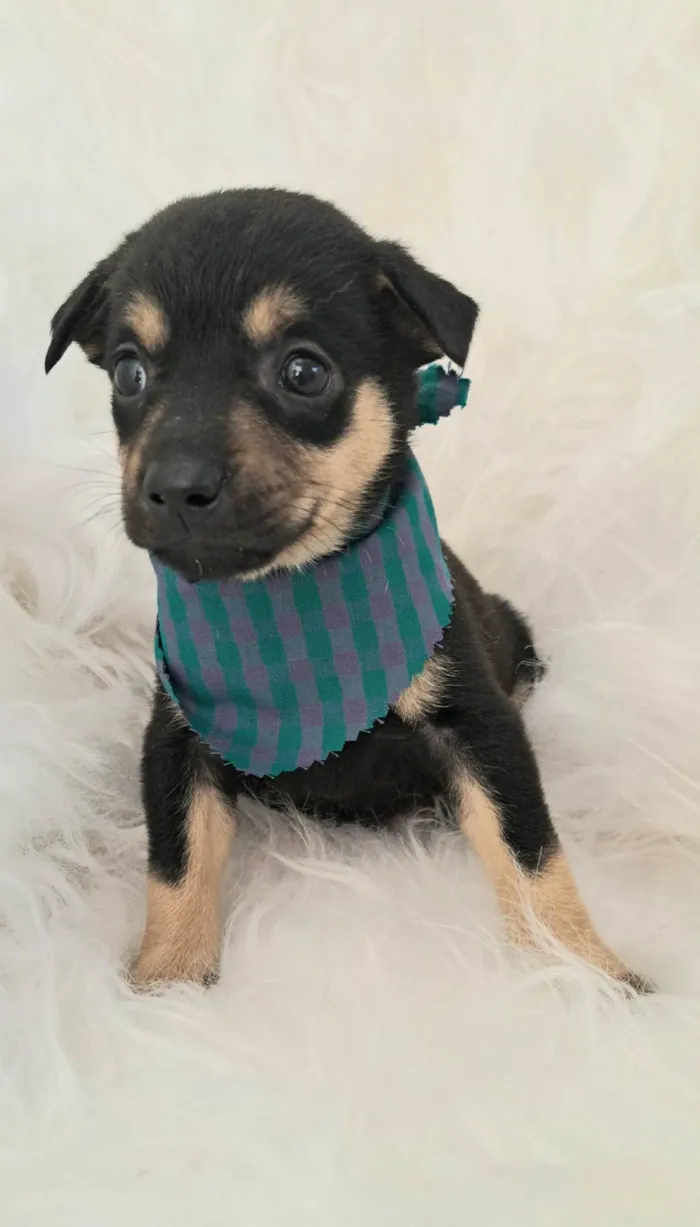 Cachorro ra a SRD-ViraLata idade 2 a 6 meses nome Leo