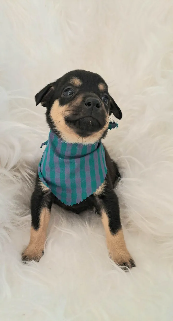 Cachorro ra a SRD-ViraLata idade 2 a 6 meses nome Leo