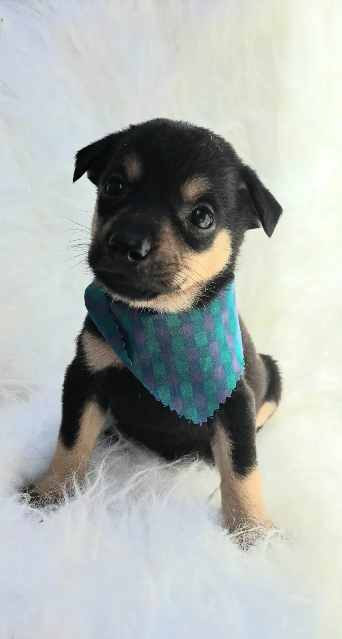 Cachorro ra a SRD-ViraLata idade 2 a 6 meses nome Leo