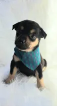 Leo