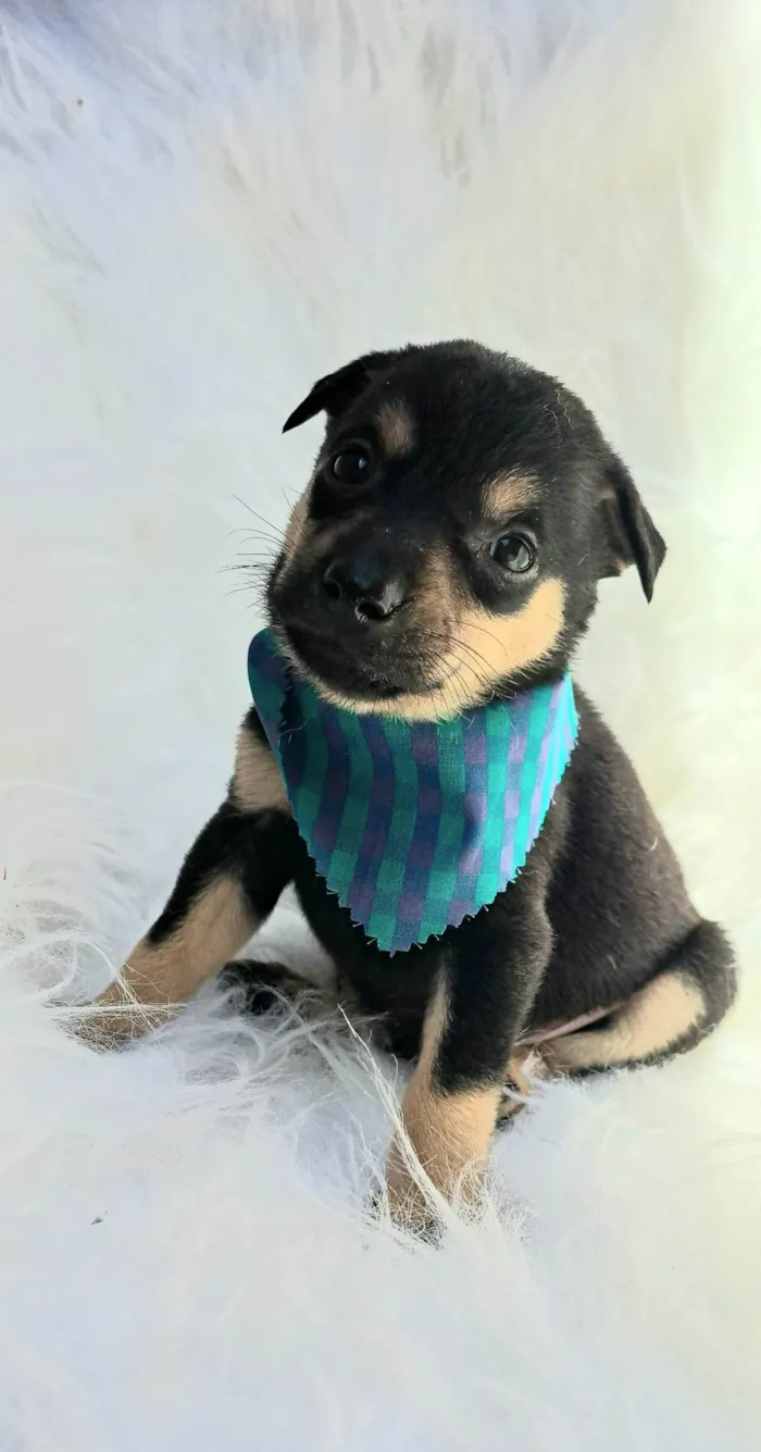 Cachorro ra a SRD-ViraLata idade 2 a 6 meses nome Leo