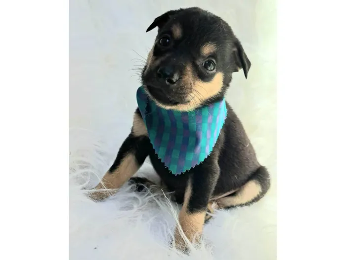 Cachorro ra a SRD-ViraLata idade 2 a 6 meses nome Leo