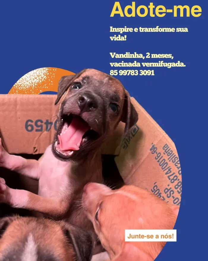 Cachorro ra a SRD-ViraLata idade Abaixo de 2 meses nome Babys