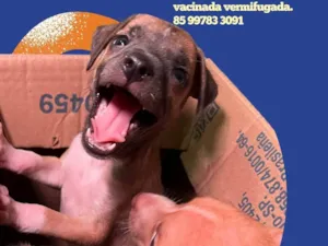 Cachorro raça SRD-ViraLata idade Abaixo de 2 meses nome Babys
