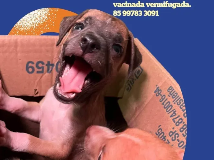 Cachorro ra a SRD-ViraLata idade Abaixo de 2 meses nome Babys