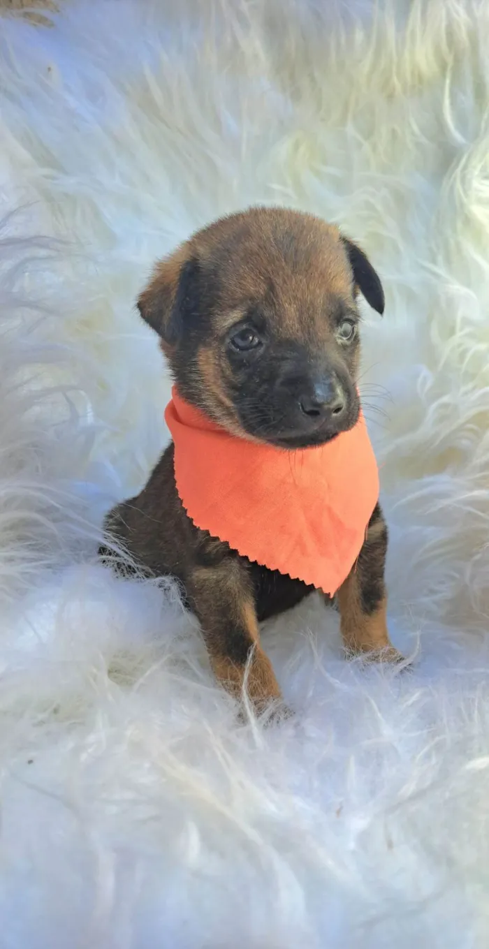 Cachorro ra a SRD-ViraLata idade 2 a 6 meses nome Theo