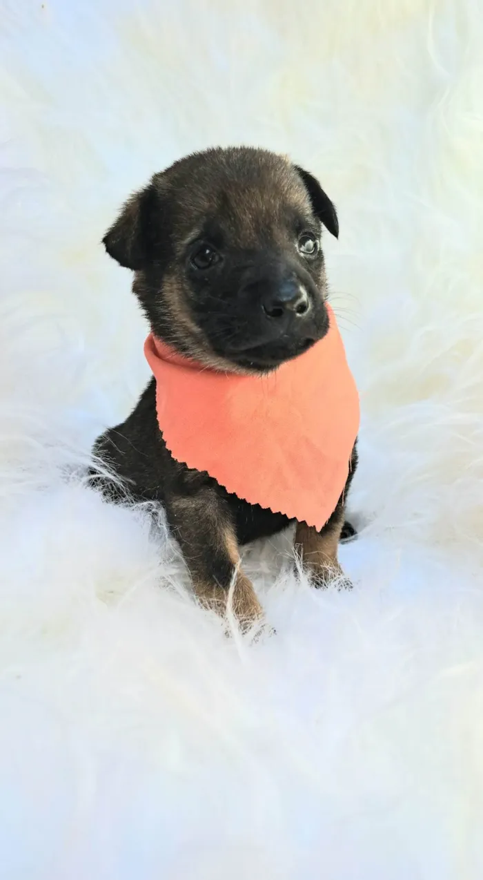 Cachorro ra a SRD-ViraLata idade 2 a 6 meses nome Theo