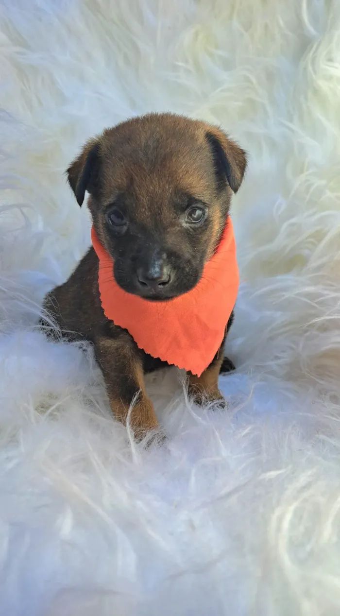 Cachorro ra a SRD-ViraLata idade 2 a 6 meses nome Theo