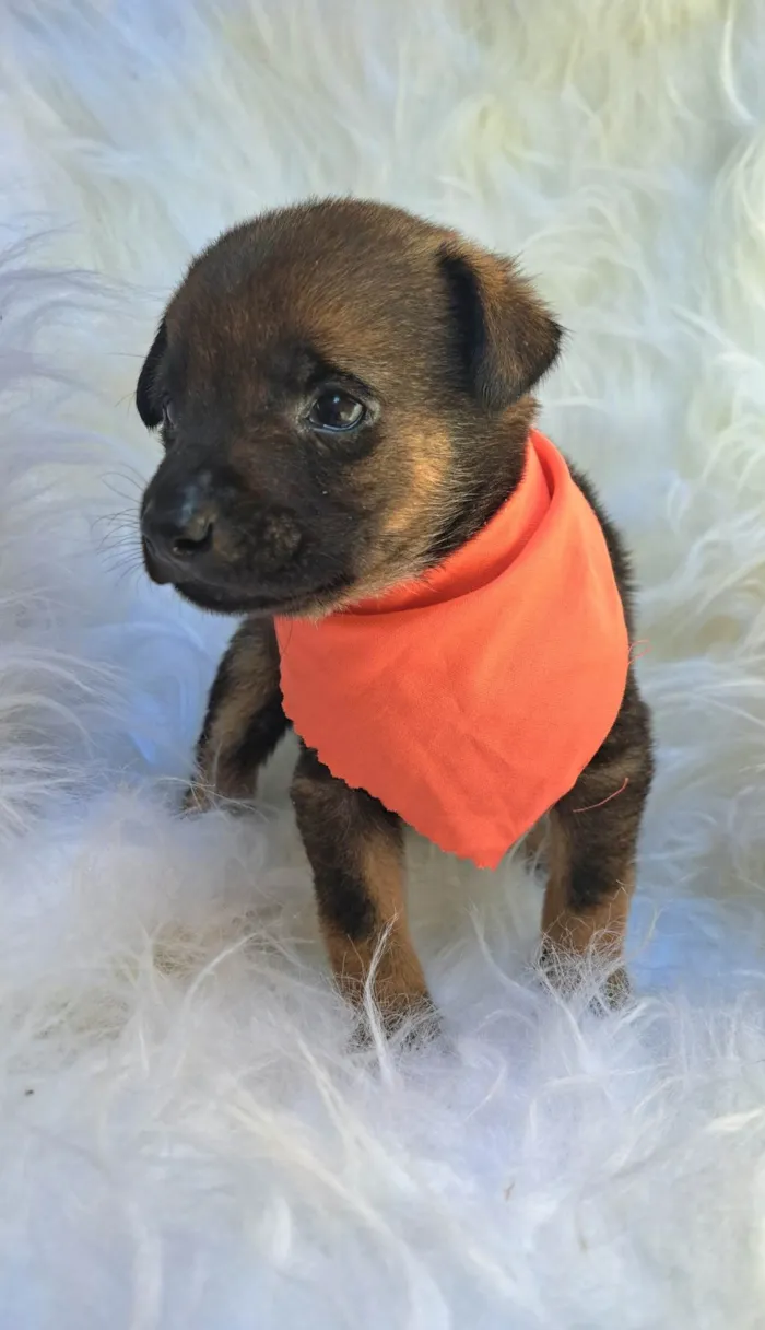 Cachorro ra a SRD-ViraLata idade 2 a 6 meses nome Theo