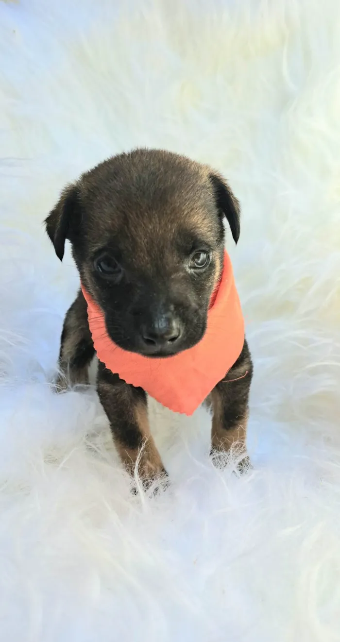 Cachorro ra a SRD-ViraLata idade 2 a 6 meses nome Theo