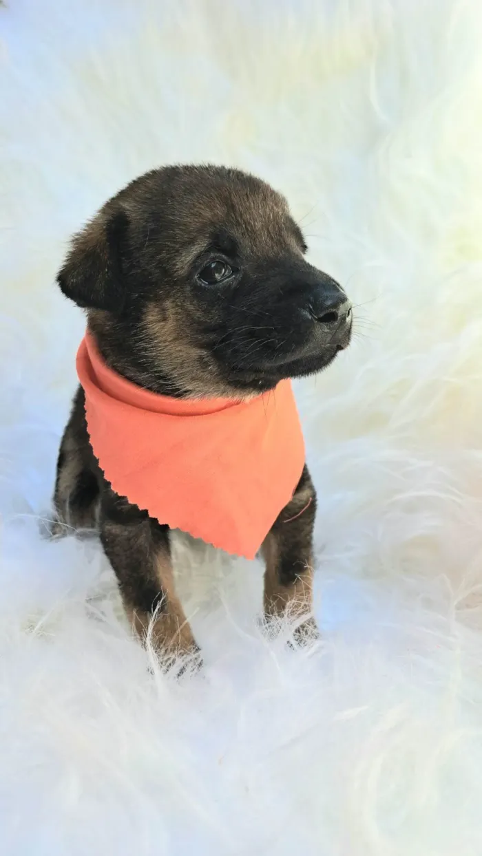 Cachorro ra a SRD-ViraLata idade 2 a 6 meses nome Theo