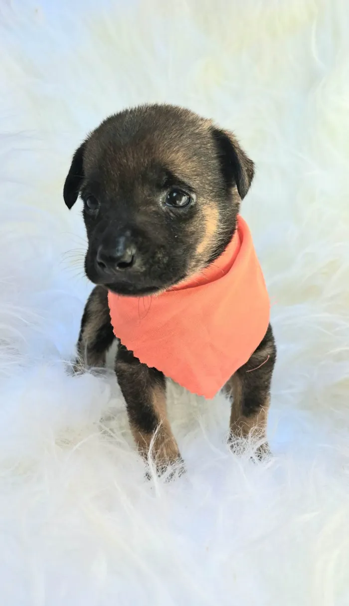 Cachorro ra a SRD-ViraLata idade 2 a 6 meses nome Theo