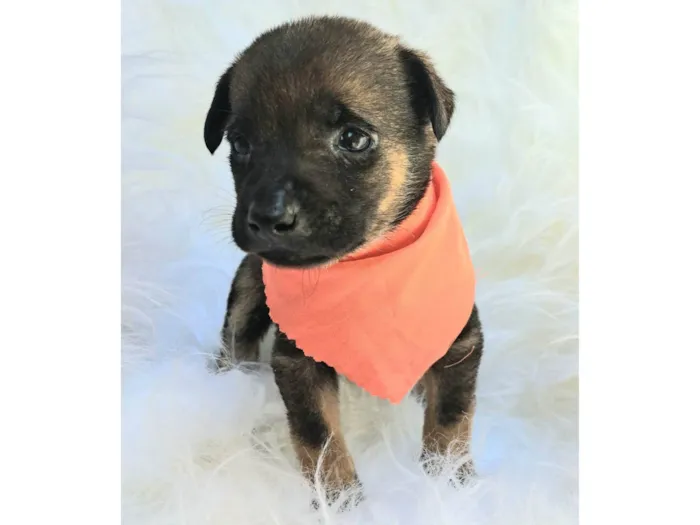 Cachorro ra a SRD-ViraLata idade 2 a 6 meses nome Theo