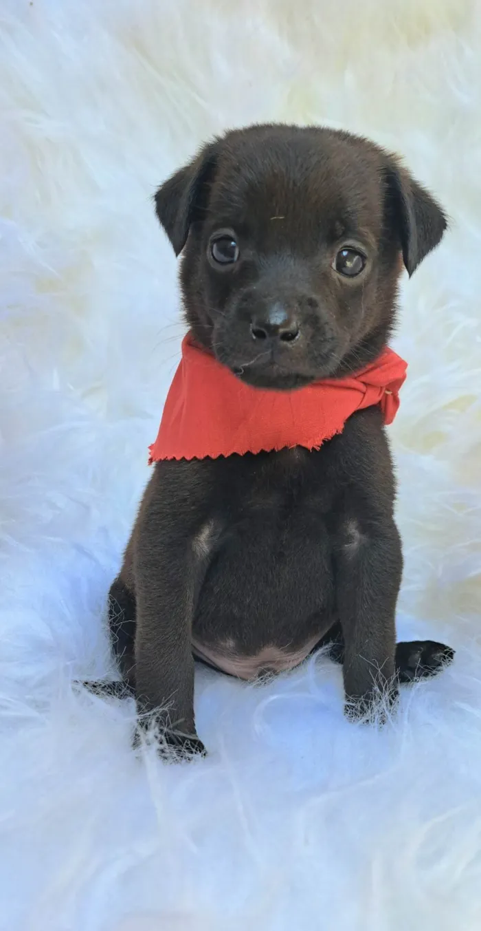 Cachorro ra a SRD-ViraLata idade 2 a 6 meses nome Zeca