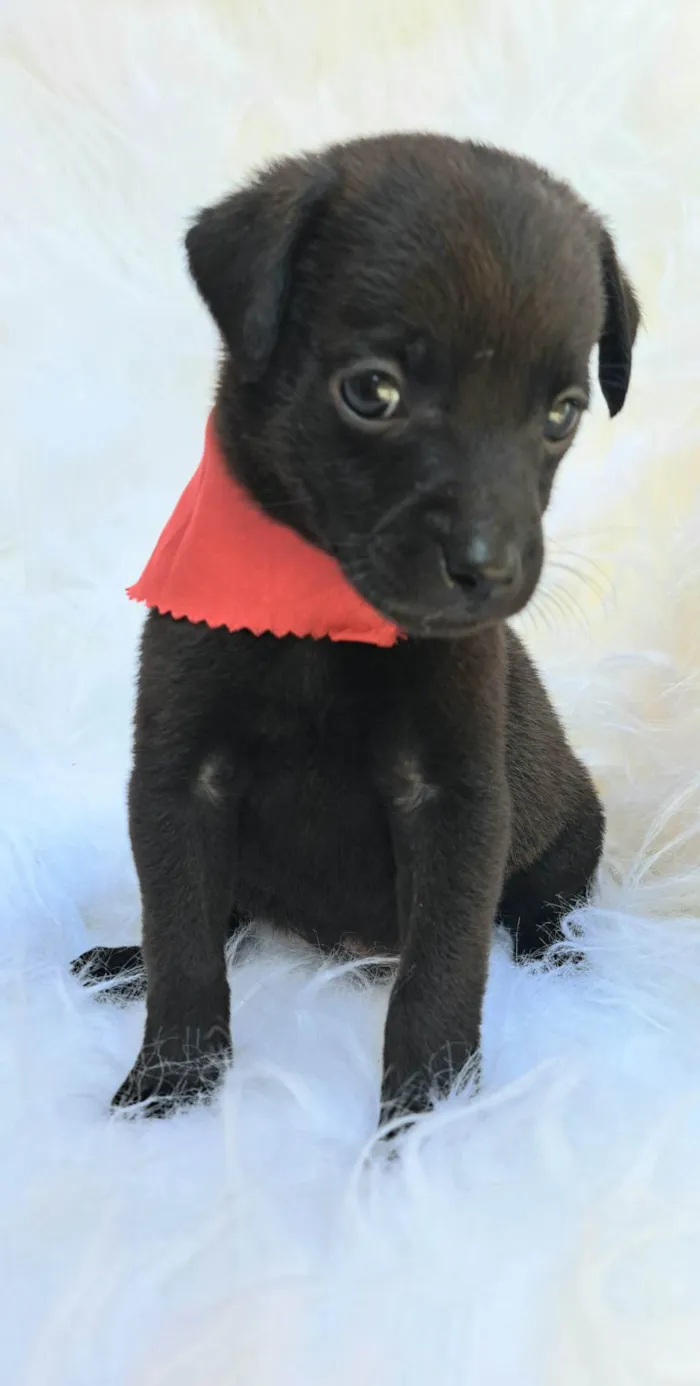 Cachorro ra a SRD-ViraLata idade 2 a 6 meses nome Zeca