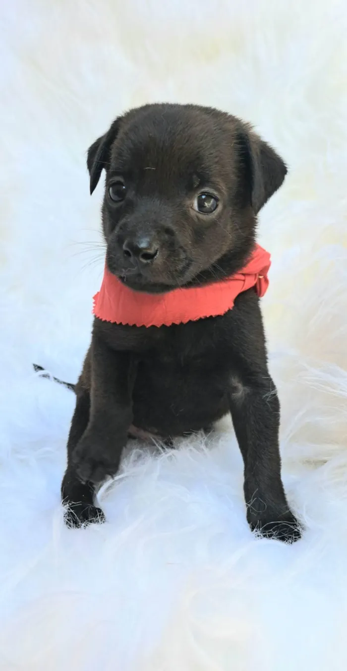 Cachorro ra a SRD-ViraLata idade 2 a 6 meses nome Zeca