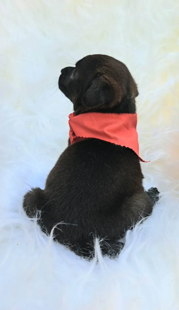 Cachorro ra a SRD-ViraLata idade 2 a 6 meses nome Zeca