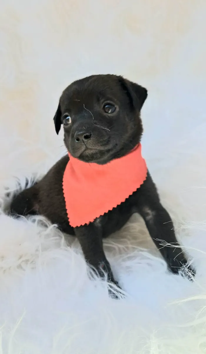 Cachorro ra a SRD-ViraLata idade 2 a 6 meses nome Zeca