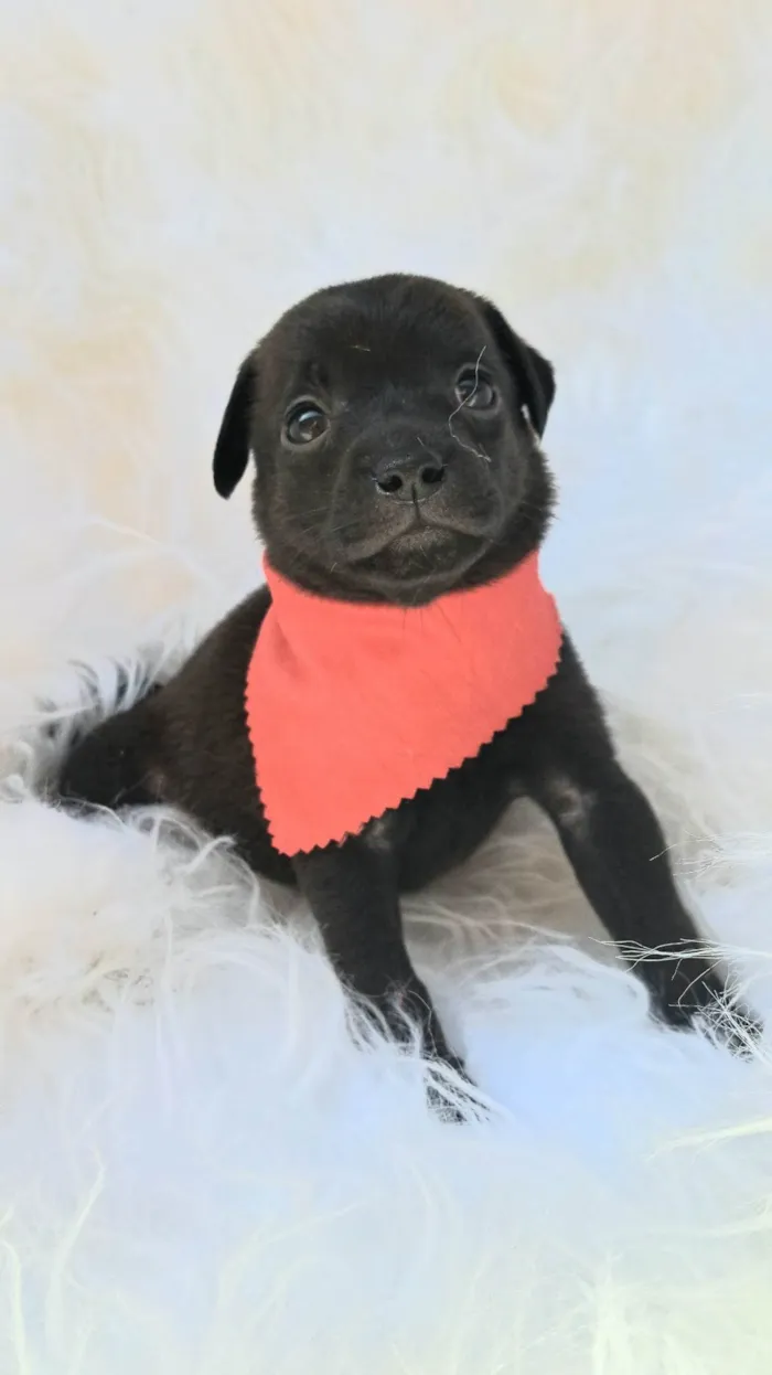 Cachorro ra a SRD-ViraLata idade 2 a 6 meses nome Zeca