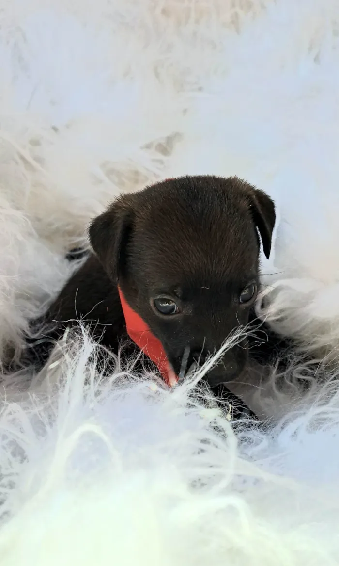 Cachorro ra a SRD-ViraLata idade 2 a 6 meses nome Zeca