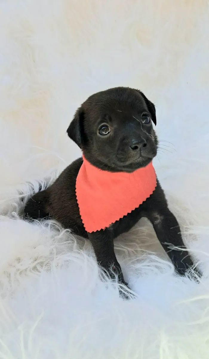 Cachorro ra a SRD-ViraLata idade 2 a 6 meses nome Zeca