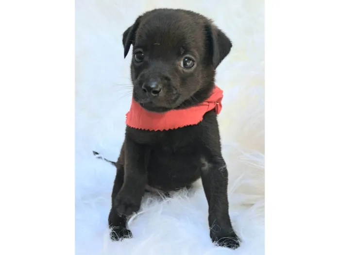 Cachorro ra a SRD-ViraLata idade 2 a 6 meses nome Zeca