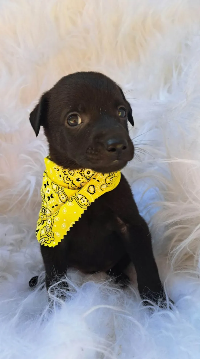 Cachorro ra a SRD-ViraLata idade 2 a 6 meses nome Bento