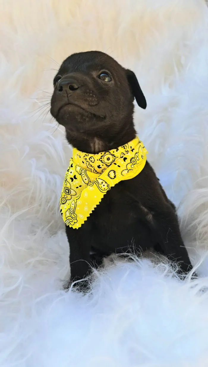 Cachorro ra a SRD-ViraLata idade 2 a 6 meses nome Bento