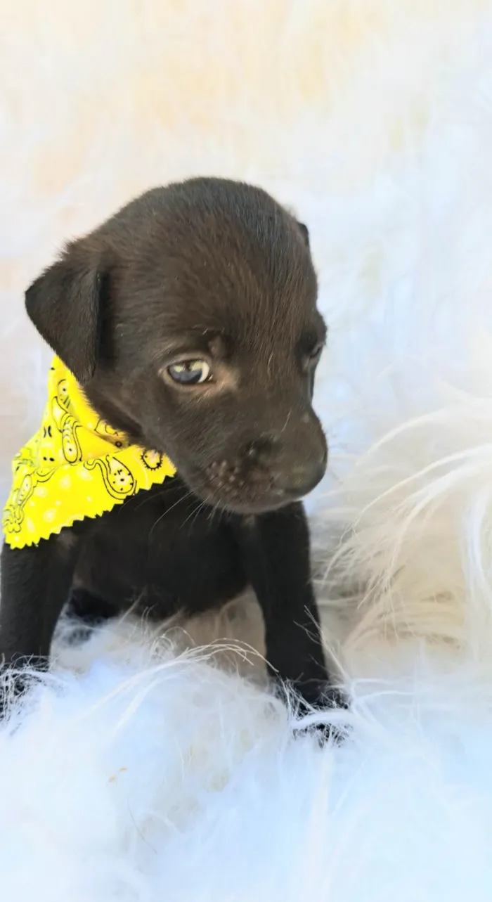 Cachorro ra a SRD-ViraLata idade 2 a 6 meses nome Bento