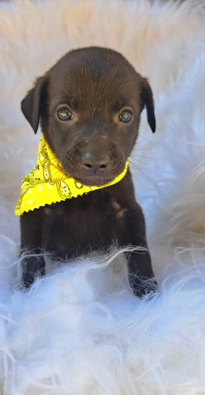 Cachorro ra a SRD-ViraLata idade 2 a 6 meses nome Bento