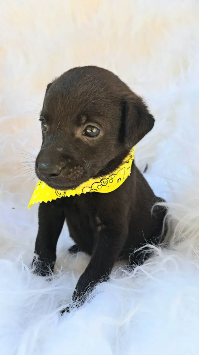 Cachorro ra a SRD-ViraLata idade 2 a 6 meses nome Bento