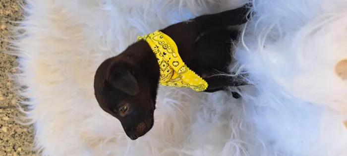 Cachorro ra a SRD-ViraLata idade 2 a 6 meses nome Bento