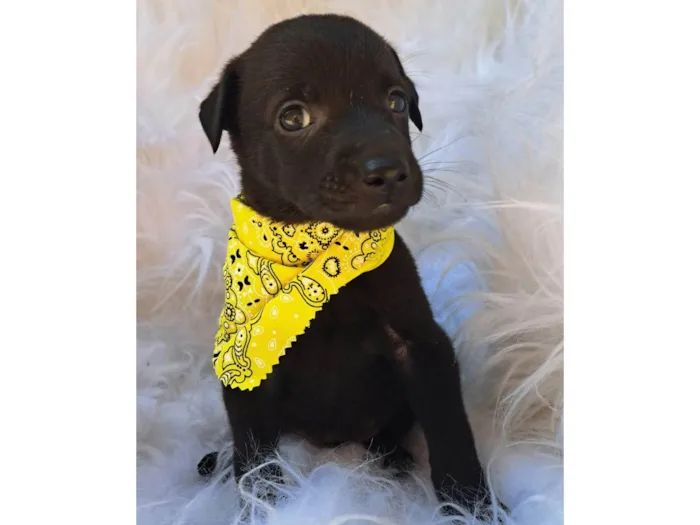 Cachorro ra a SRD-ViraLata idade 2 a 6 meses nome Bento