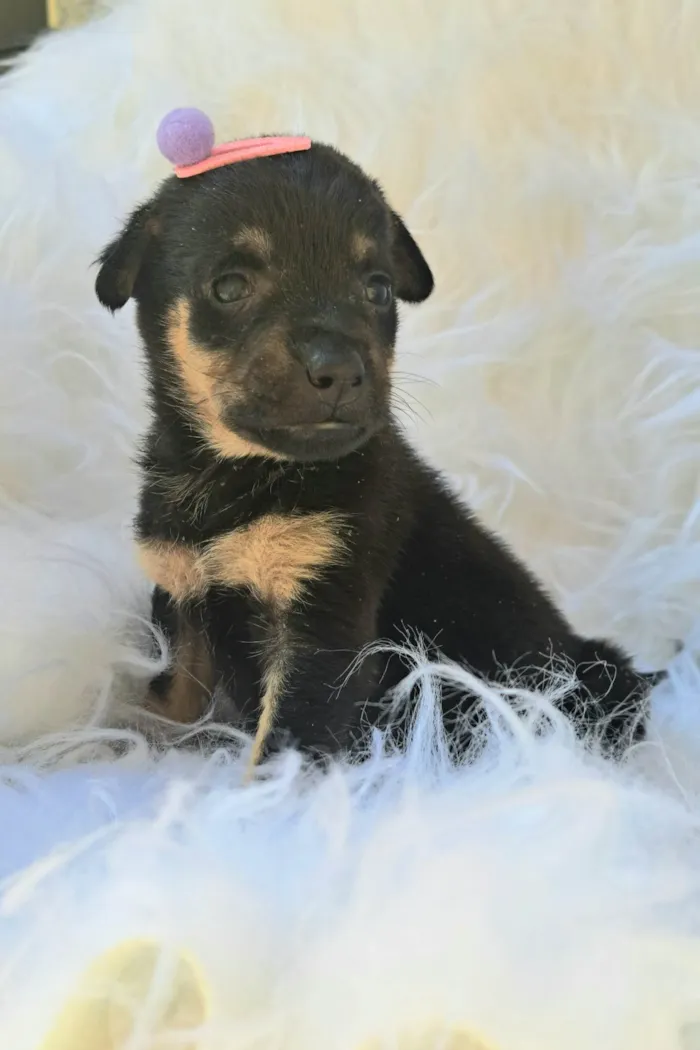 Cachorro ra a SRD-ViraLata idade 2 a 6 meses nome Gaia