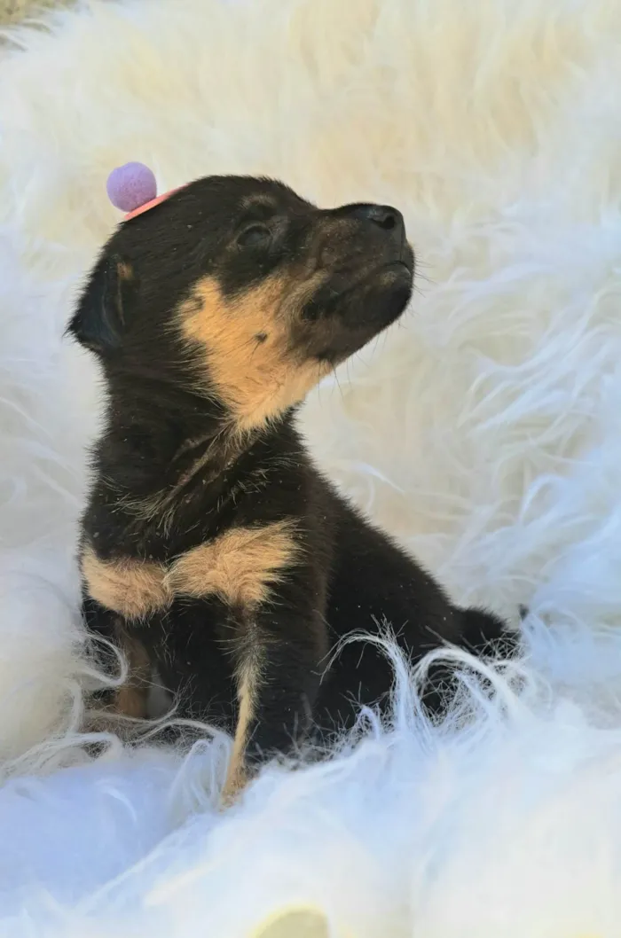 Cachorro ra a SRD-ViraLata idade 2 a 6 meses nome Gaia