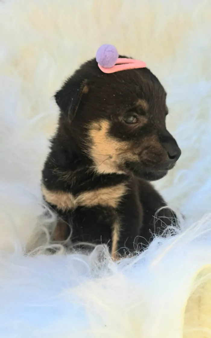 Cachorro ra a SRD-ViraLata idade 2 a 6 meses nome Gaia