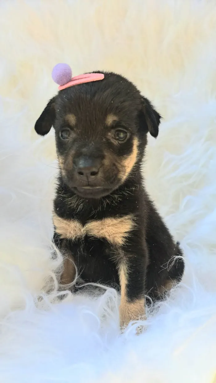 Cachorro ra a SRD-ViraLata idade 2 a 6 meses nome Gaia