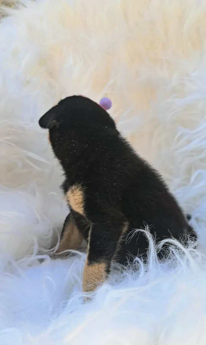 Cachorro ra a SRD-ViraLata idade 2 a 6 meses nome Gaia
