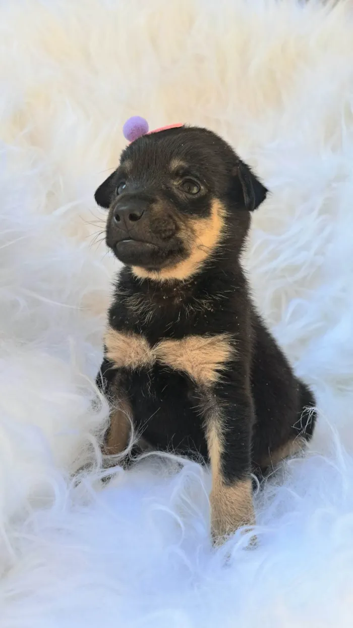 Cachorro ra a SRD-ViraLata idade 2 a 6 meses nome Gaia