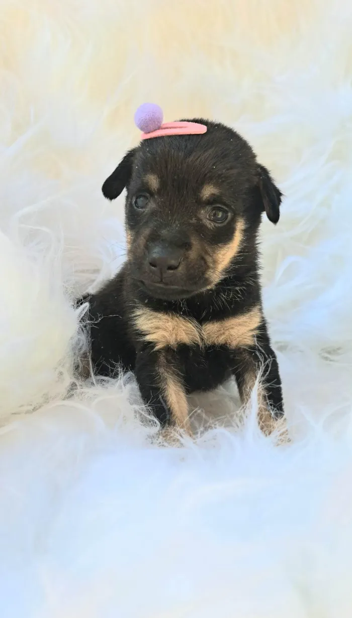 Cachorro ra a SRD-ViraLata idade 2 a 6 meses nome Gaia