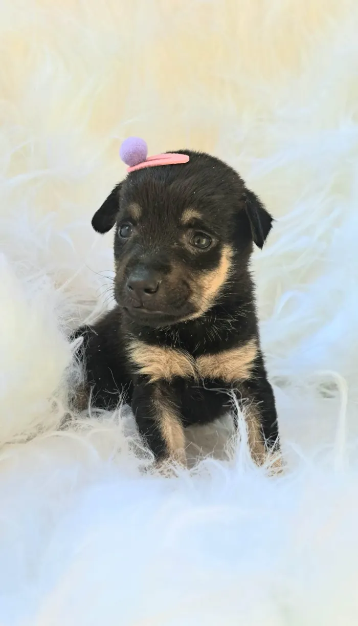 Cachorro ra a SRD-ViraLata idade 2 a 6 meses nome Gaia