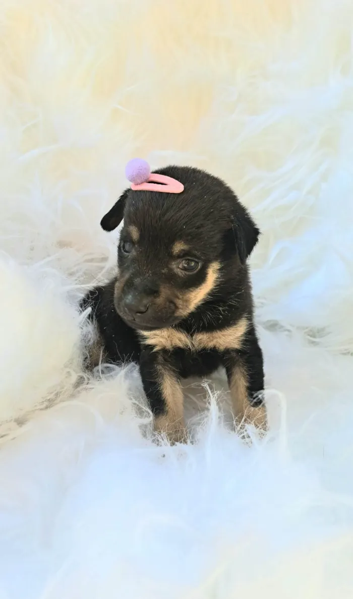 Cachorro ra a SRD-ViraLata idade 2 a 6 meses nome Gaia