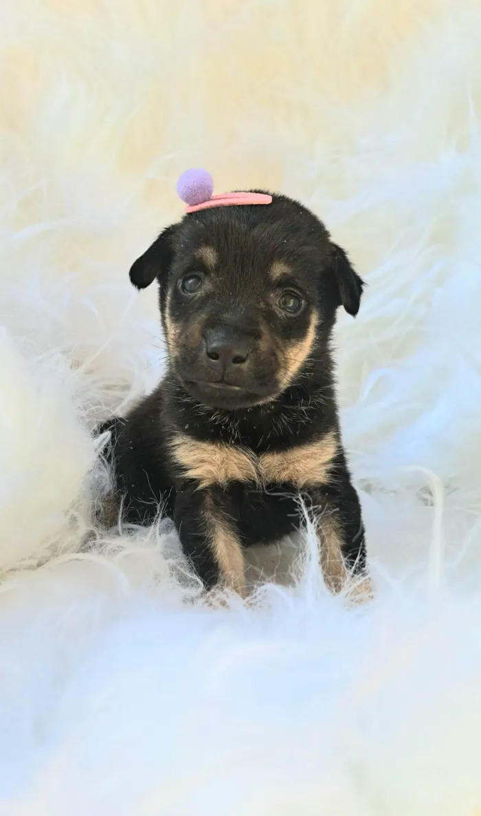 Cachorro ra a SRD-ViraLata idade 2 a 6 meses nome Gaia
