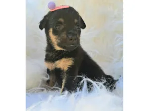 Cachorro raça SRD-ViraLata idade 2 a 6 meses nome Gaia