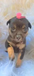 Frida