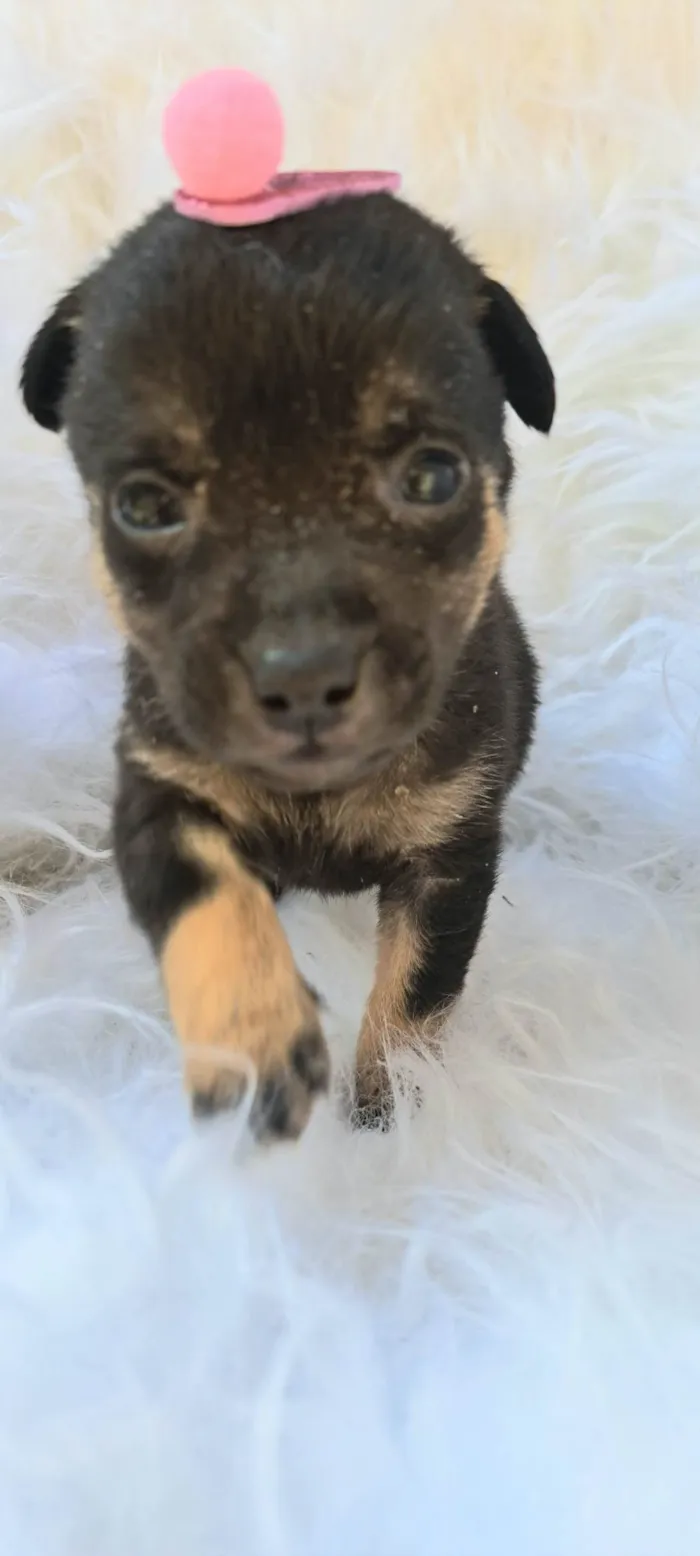 Cachorro ra a SRD-ViraLata idade 2 a 6 meses nome Frida