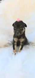Frida