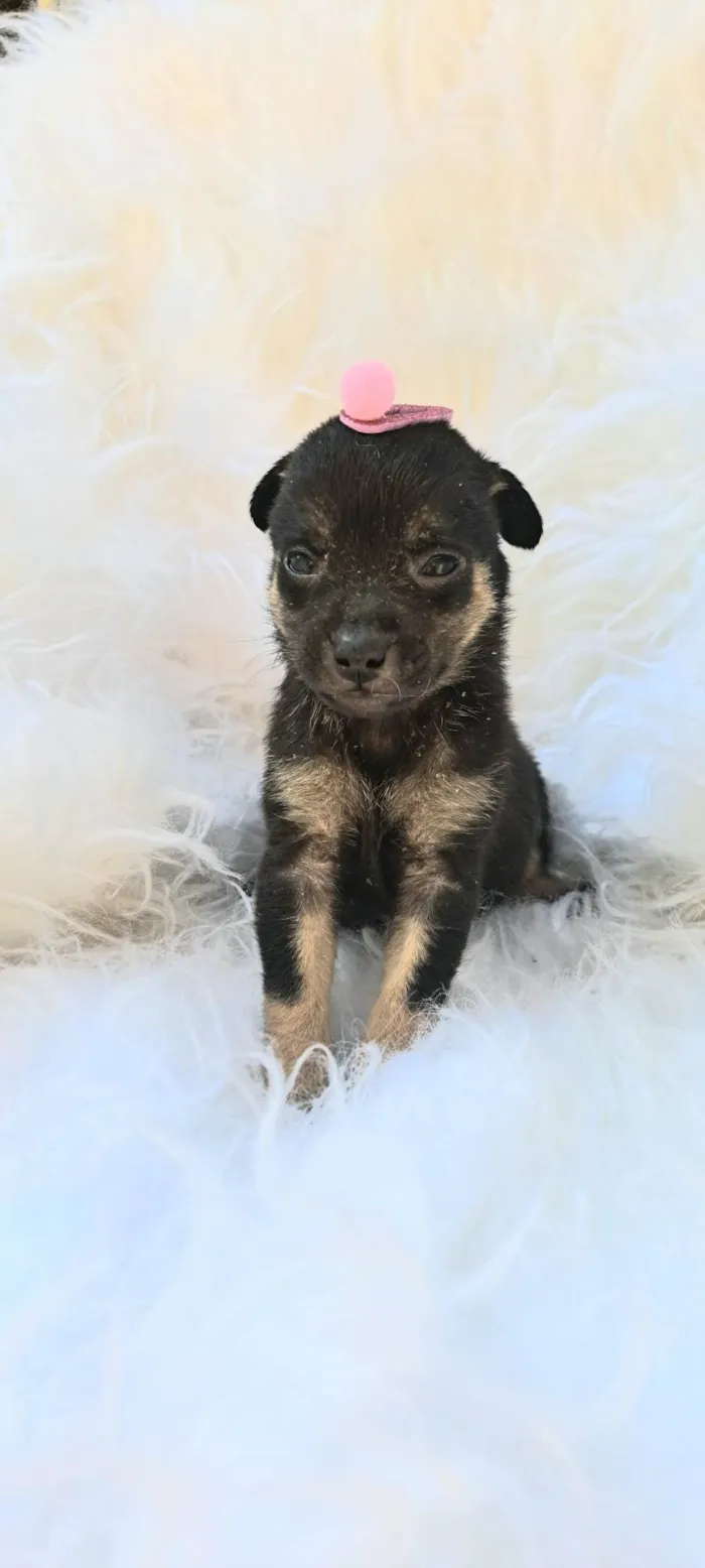 Cachorro ra a SRD-ViraLata idade 2 a 6 meses nome Frida